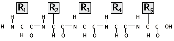 سلسلة عديد الببتيد سلسلة عديد الببتيد